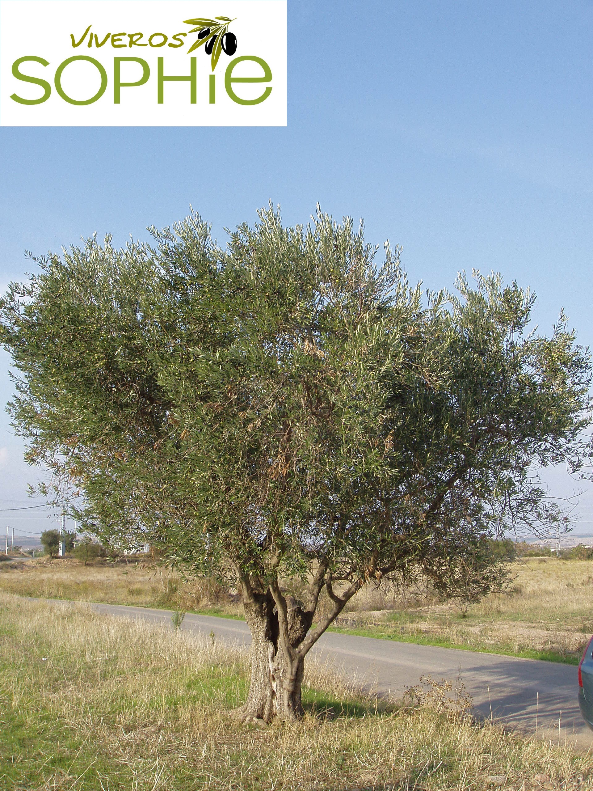 Variedad de olivo REDONDILLA  DE  LOGROÑO